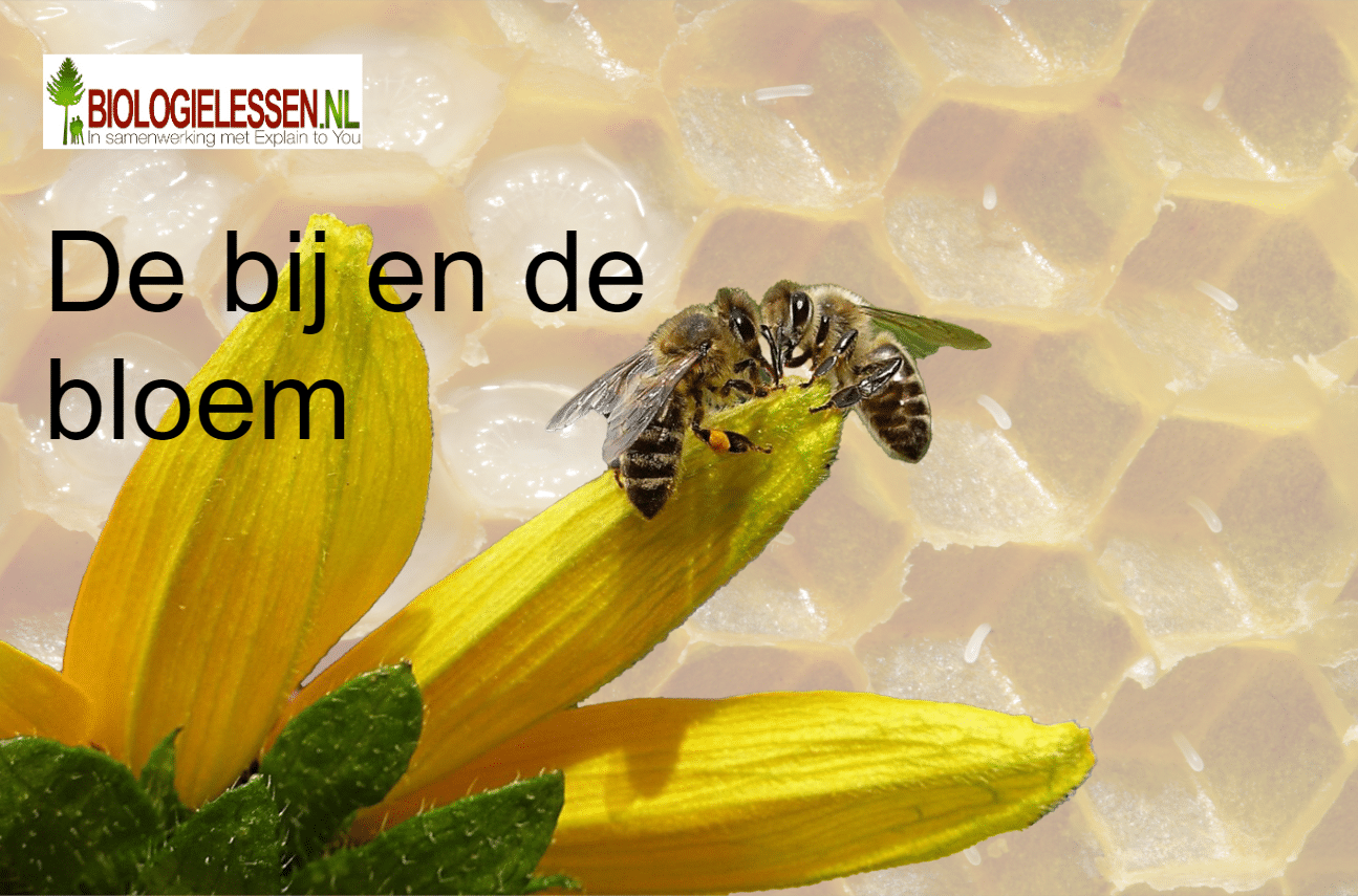 Les 3 De Bij En De Bloem Biologielessen Nl