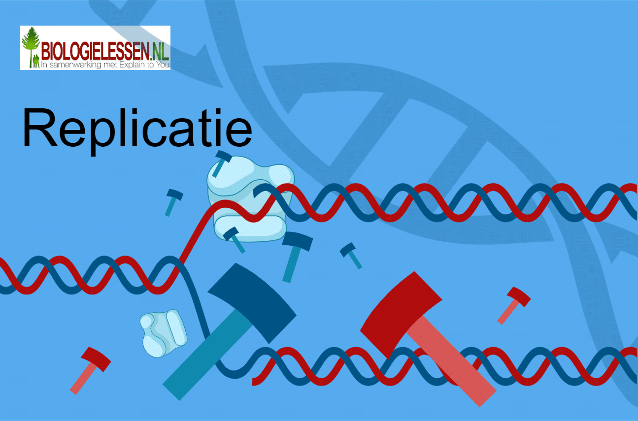 Replicatie Biologielessen Nl