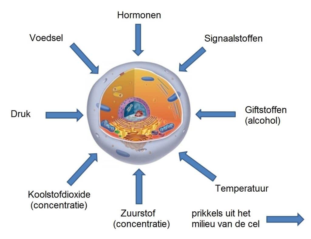 Invloeden op de cel
