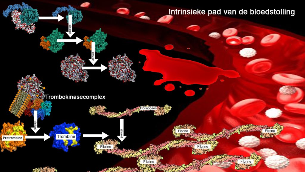bloedstolling komt op gang intrinsiekepad