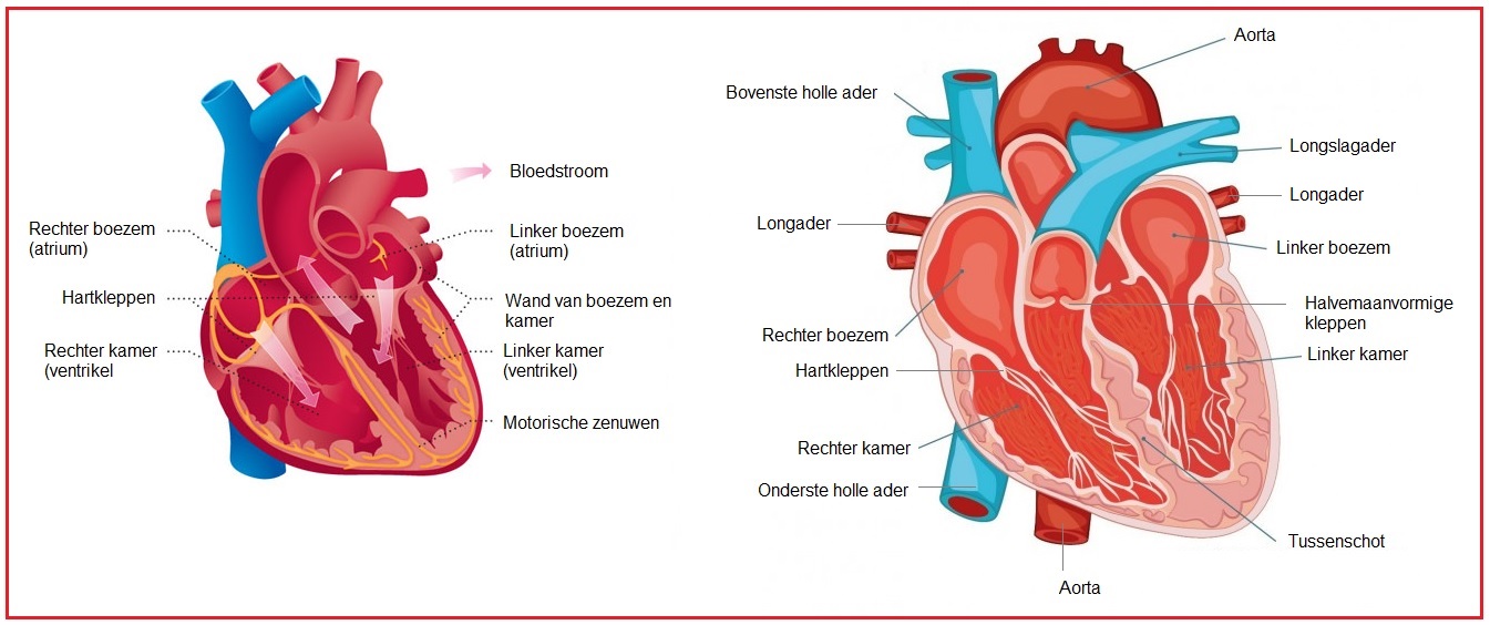 Hart bouw en bloedvaten 2