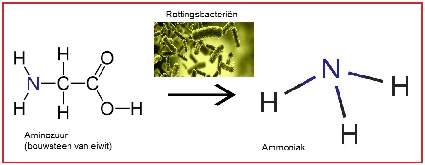 Rottingsbacterin