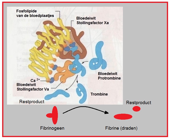 Trombokinase complex