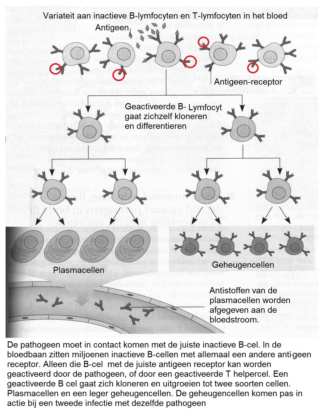 Klonering van B lymfocyten