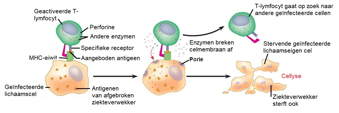 Koppeling T lymfocyt