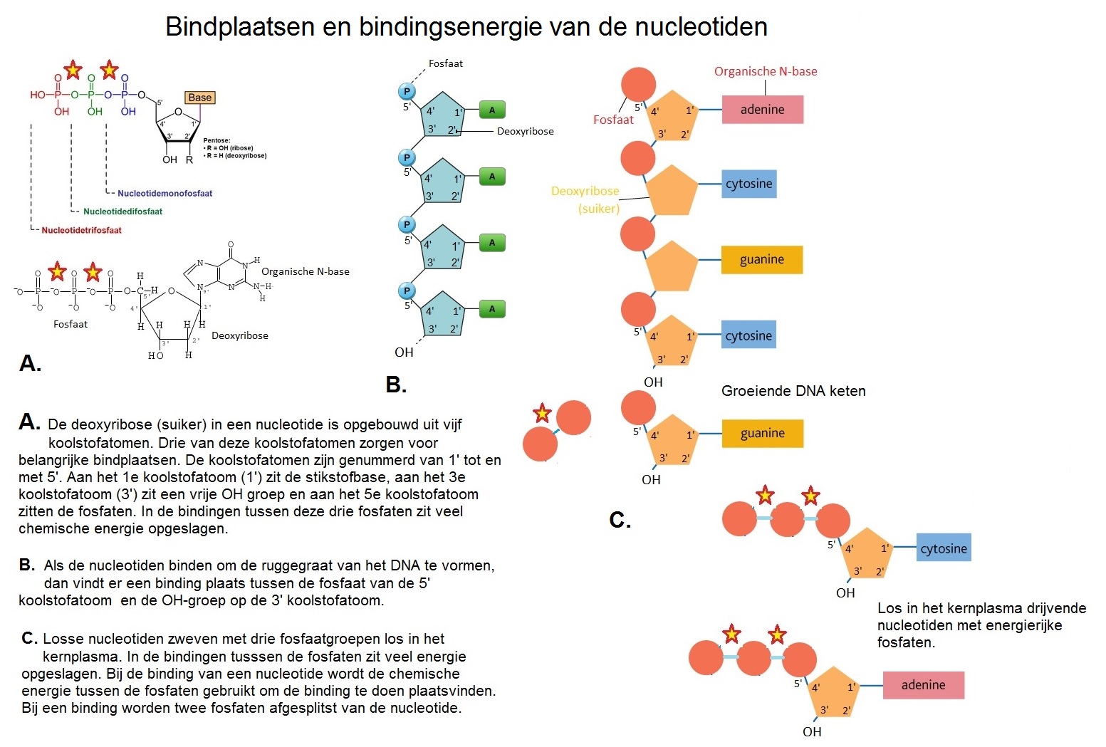 Bindplaatsen en bindingsenergie van de nucleotiden