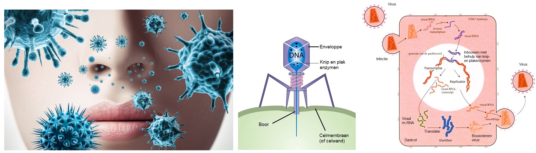 Compilatie virussen en infecties 2