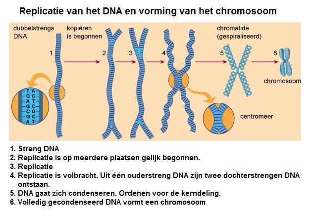 ReplicatievanhetDNAenvormingvanhetchromosoom 2