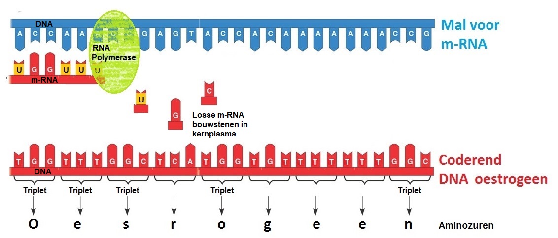 Transcriptie3aRNAPolymerase