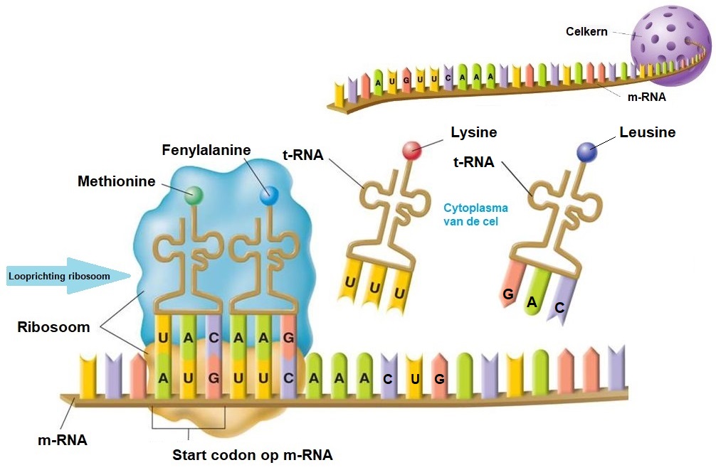 trnabinding aan mRNA 2