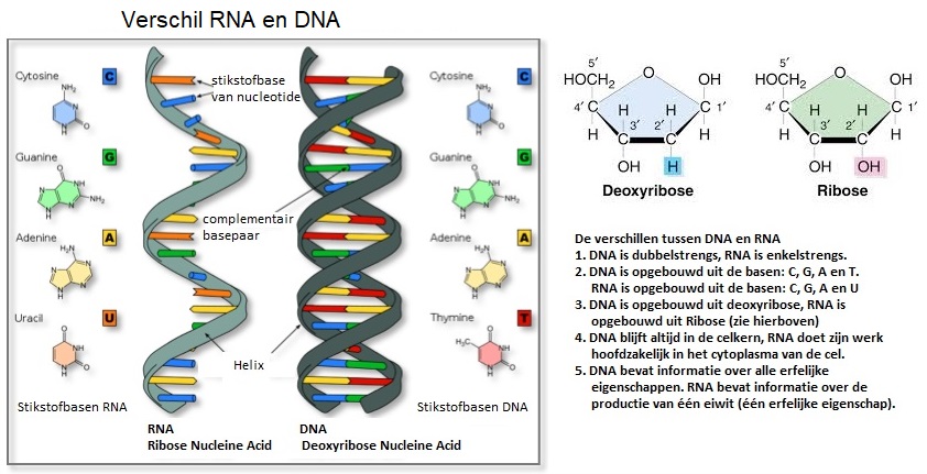 verschilDNAenRNA2