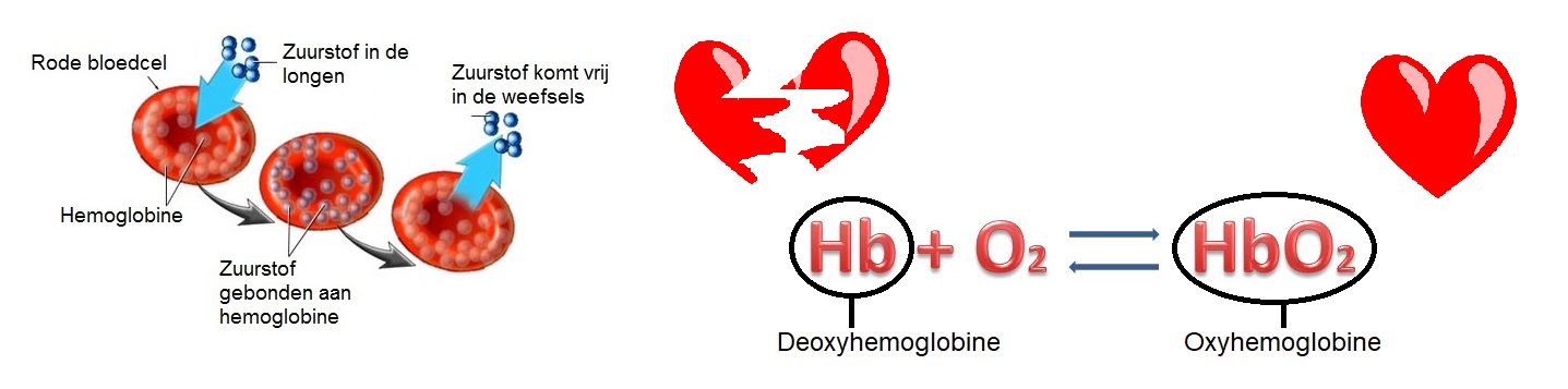 Oxy en deoxyhemoglobine