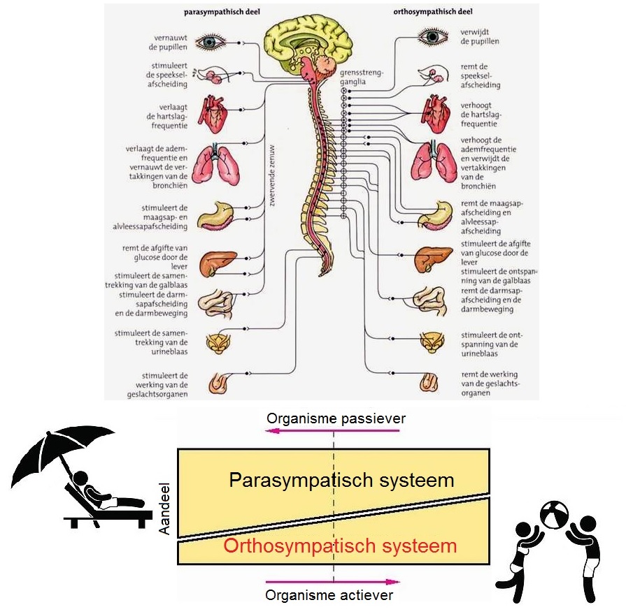 Ortho en parasympatischze nuwstelsel