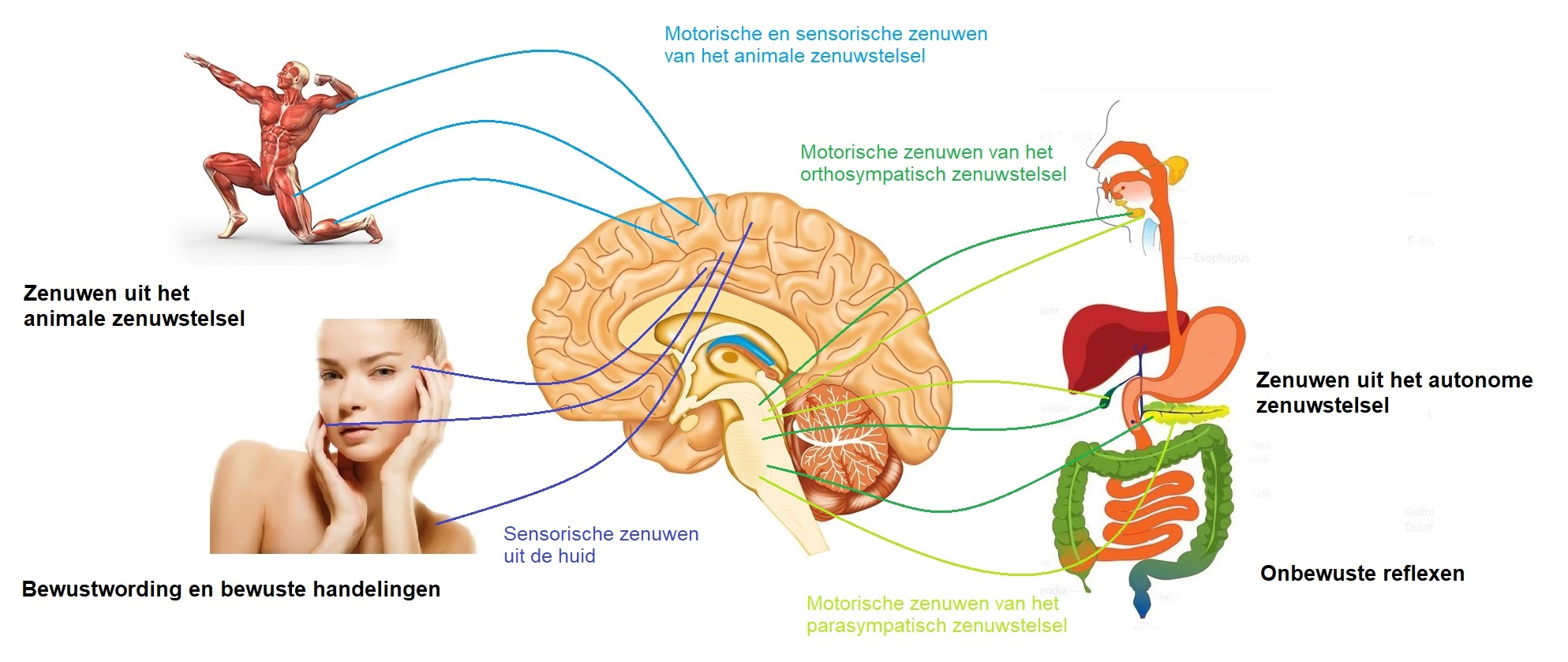 indeling in de zenuwstelsels
