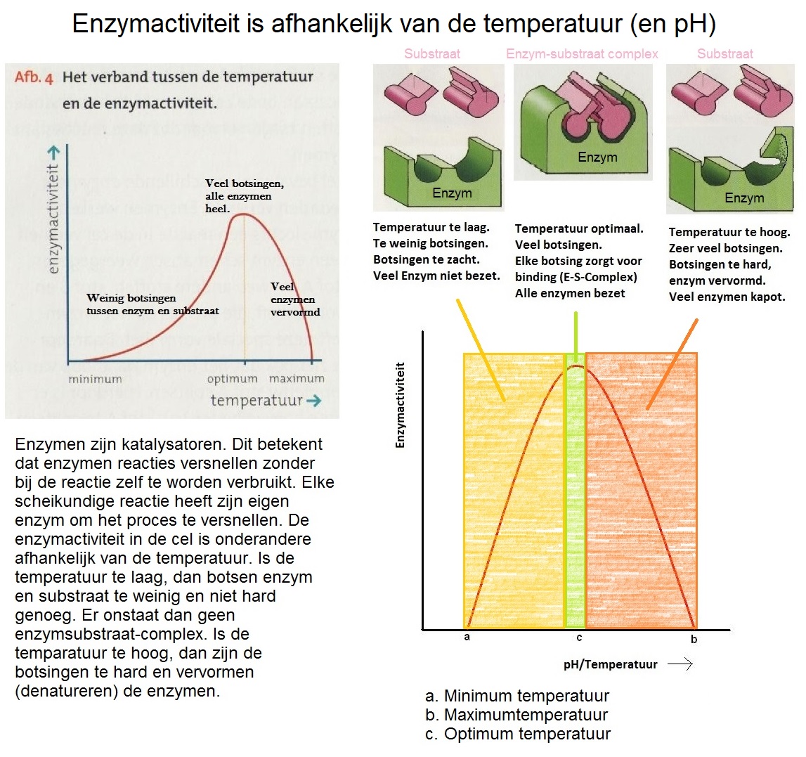 Enzymactiviteit en temperatuur