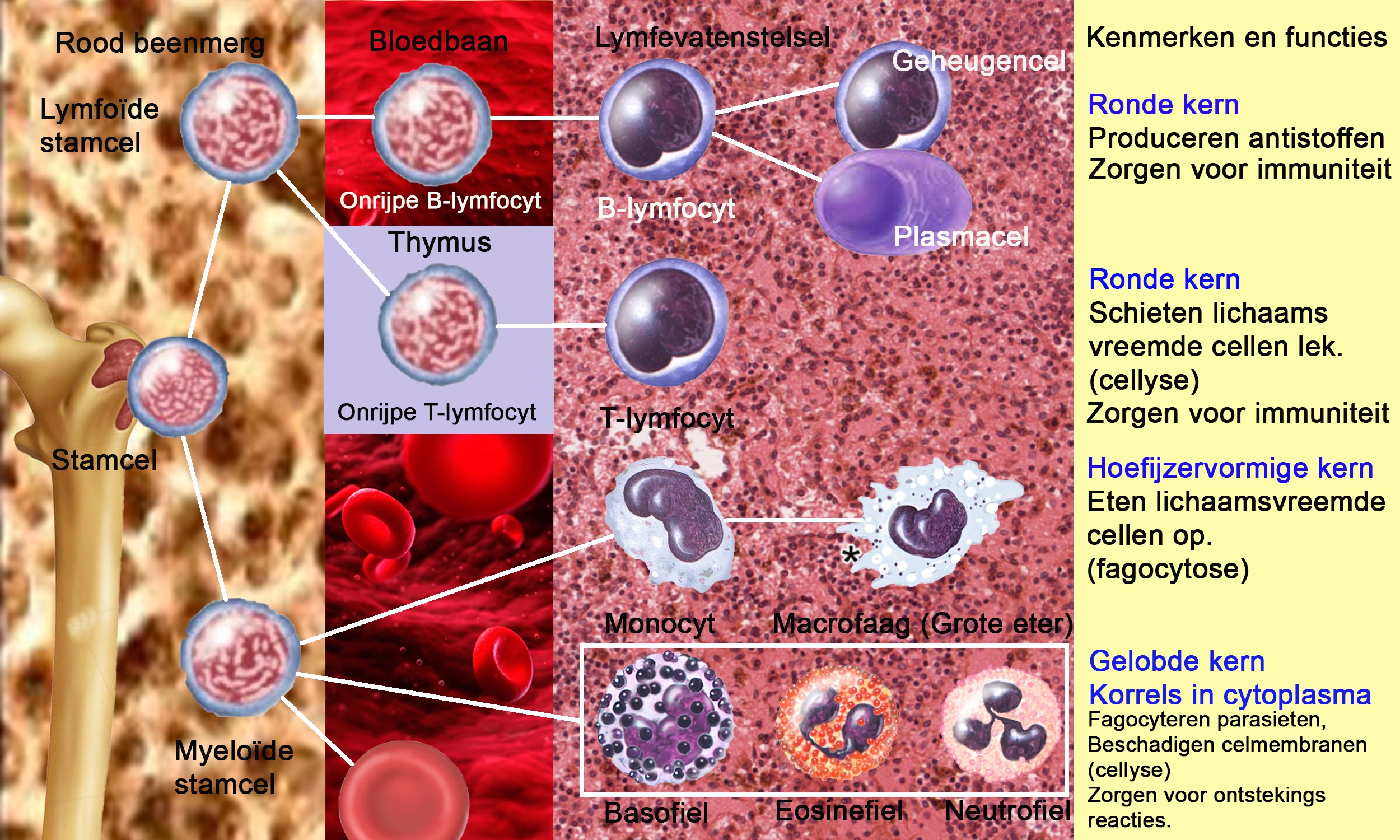 bloedcellen in de weefsels 30