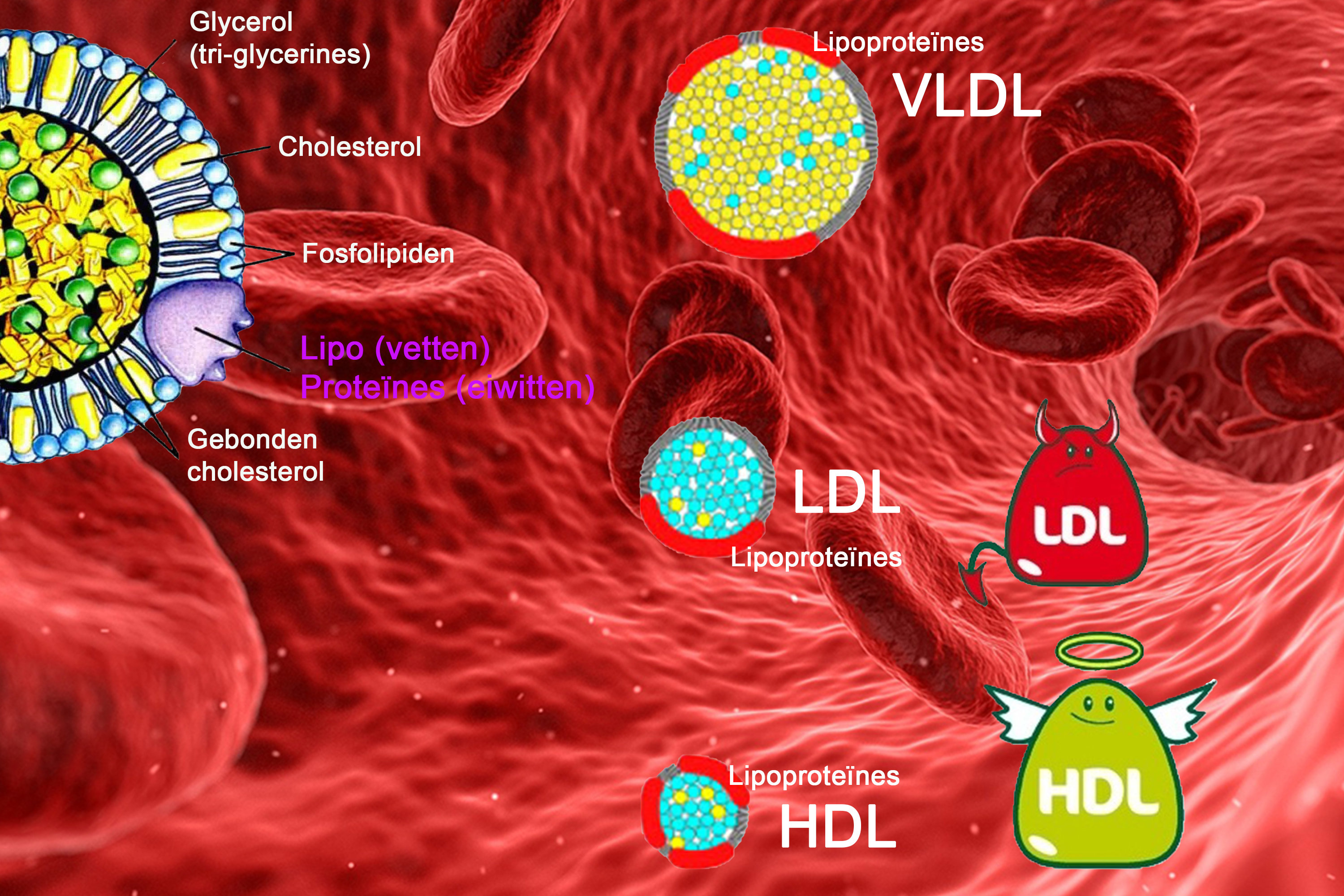 HDL LDL cholesterol kopiren
