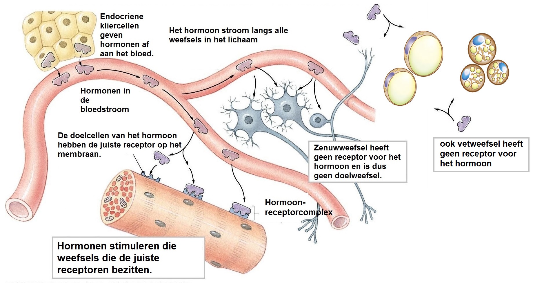 hormonen en hun doelcellen in het lichaam