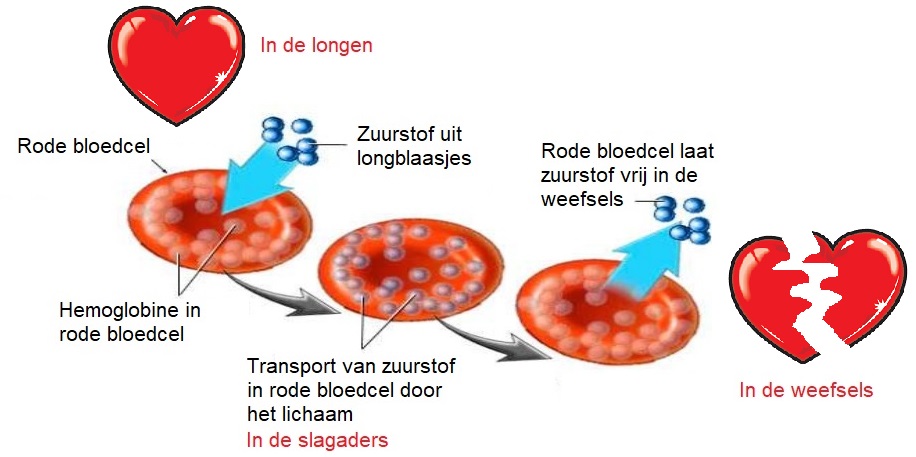 Transport in rode bloedcel 2