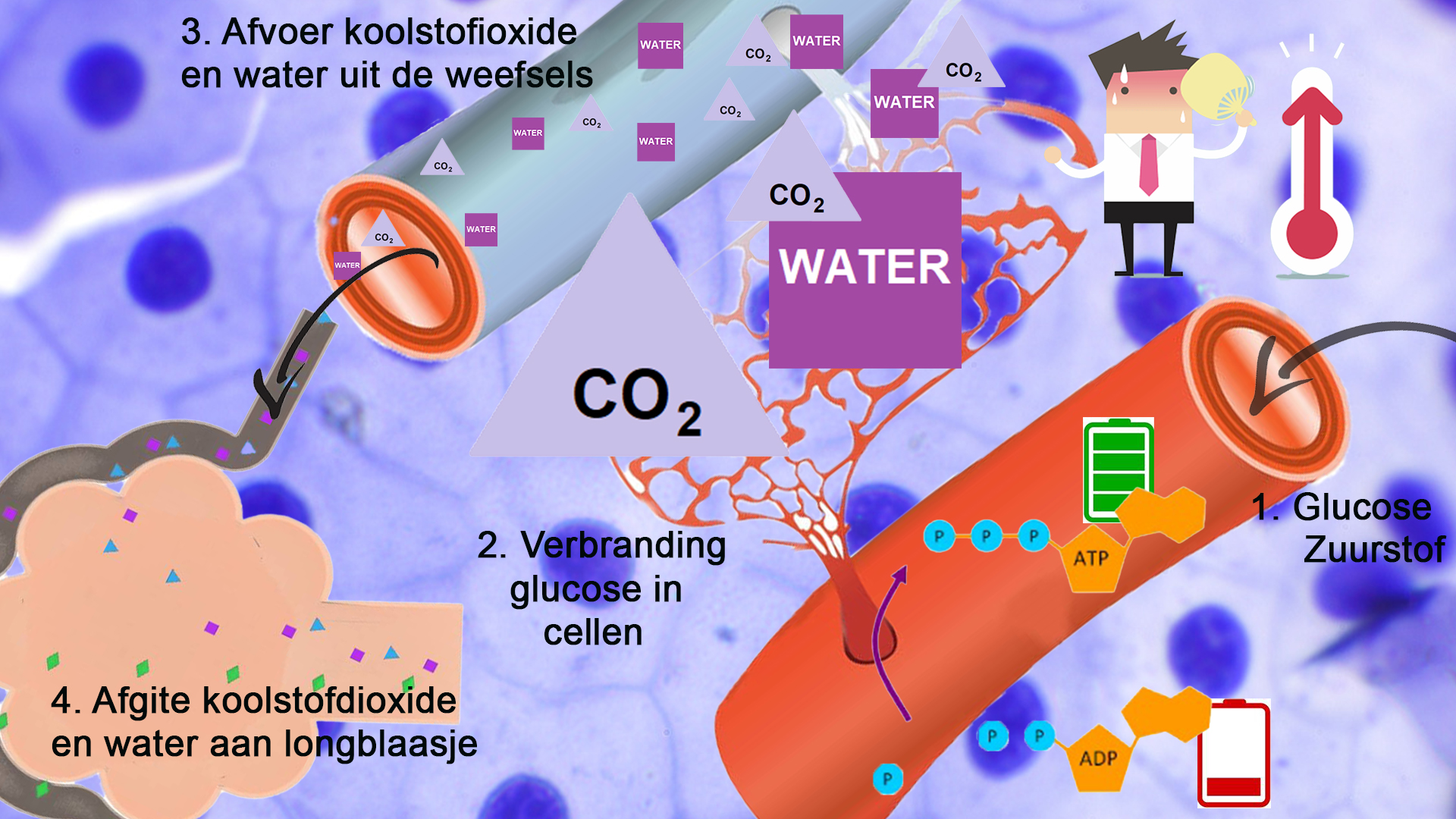 Dissimilatie en water en CO2 afvoer uit de weefsels 