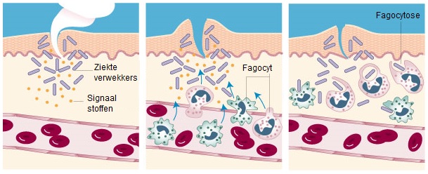 Fagocytose