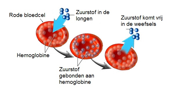 Rodebloedcellen