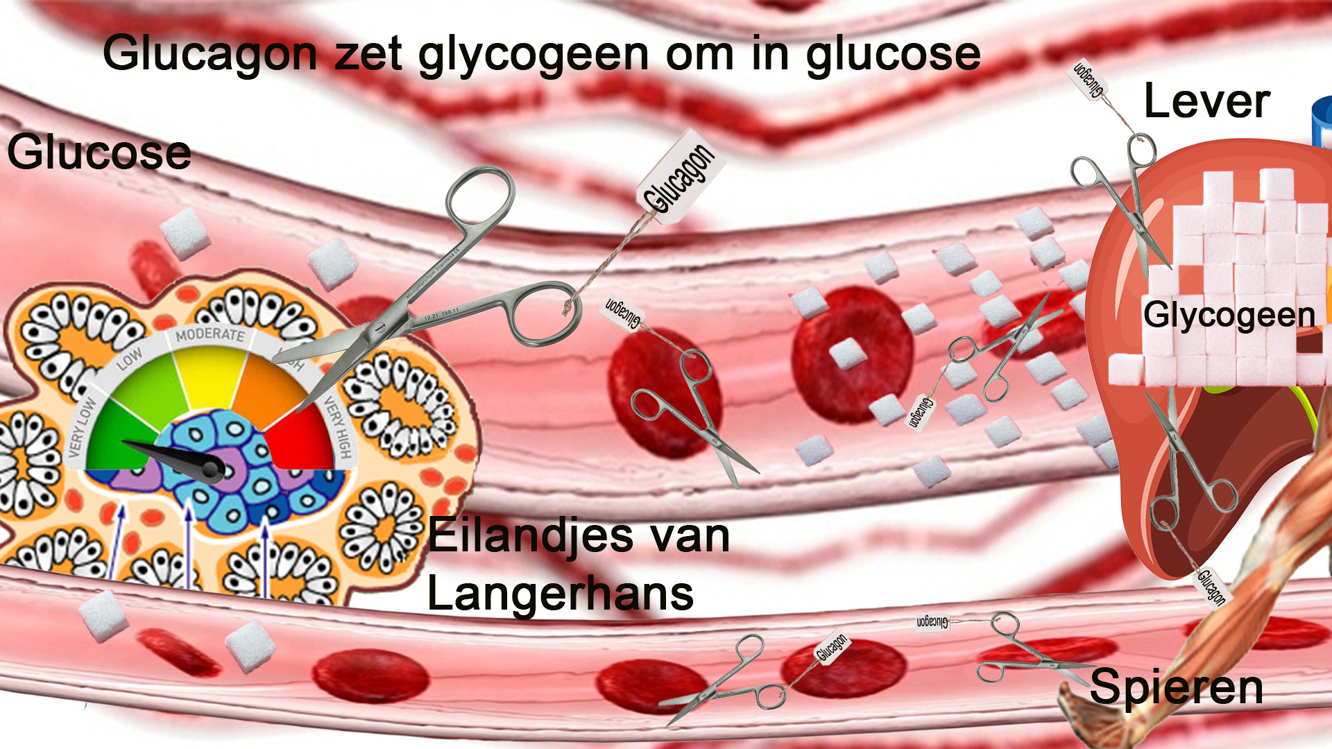 Glucagon uit de alvleesklier