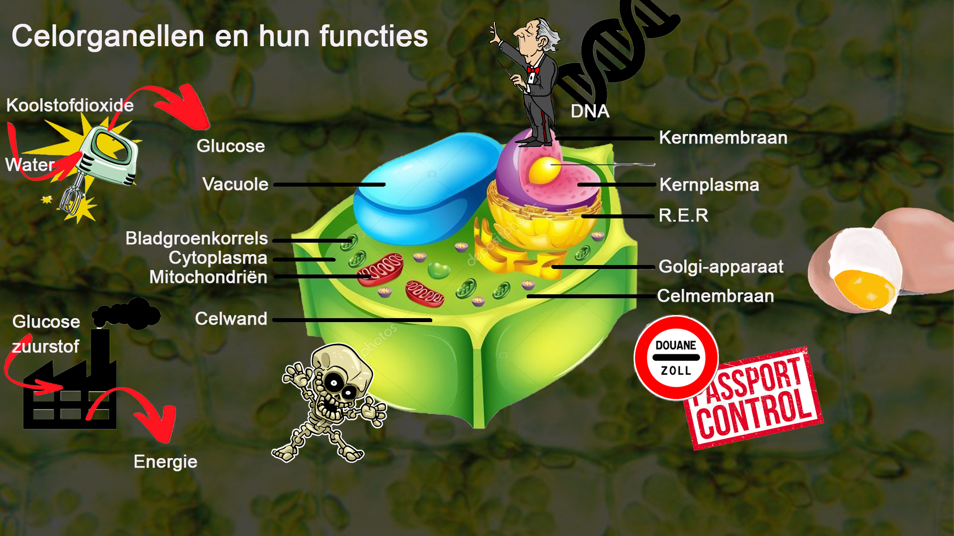 De plantencel met organellen en functies