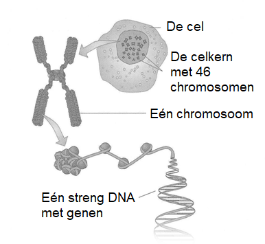 Van DNA naar chromosoom