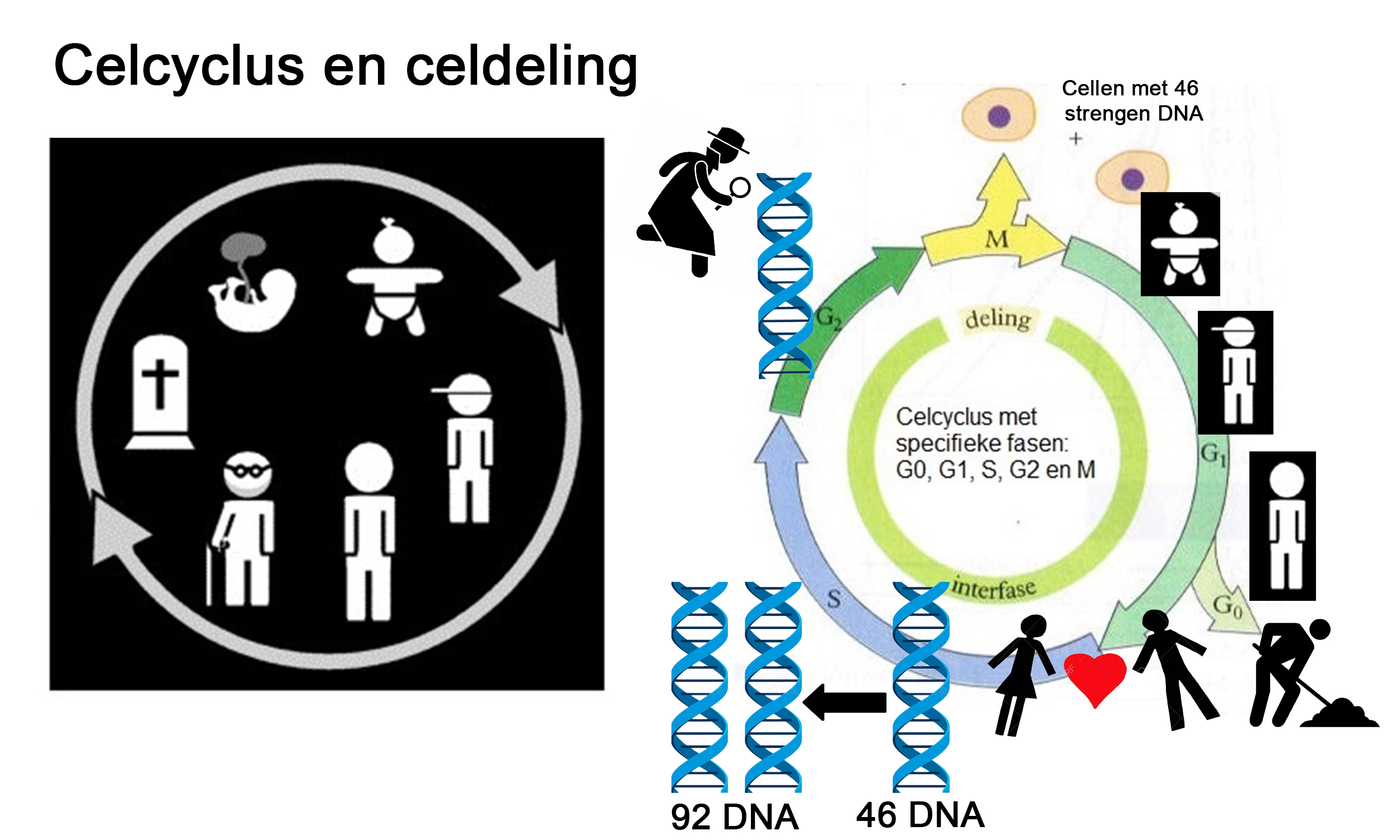 celcyclus en celdeling
