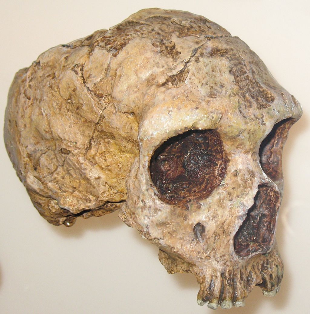 Evolutie 1 Schedel Neanderthaler