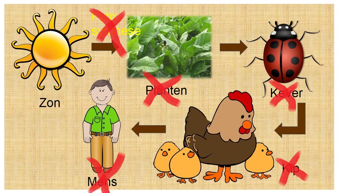 Voedselketen met mens en fotosynthese en sterfte