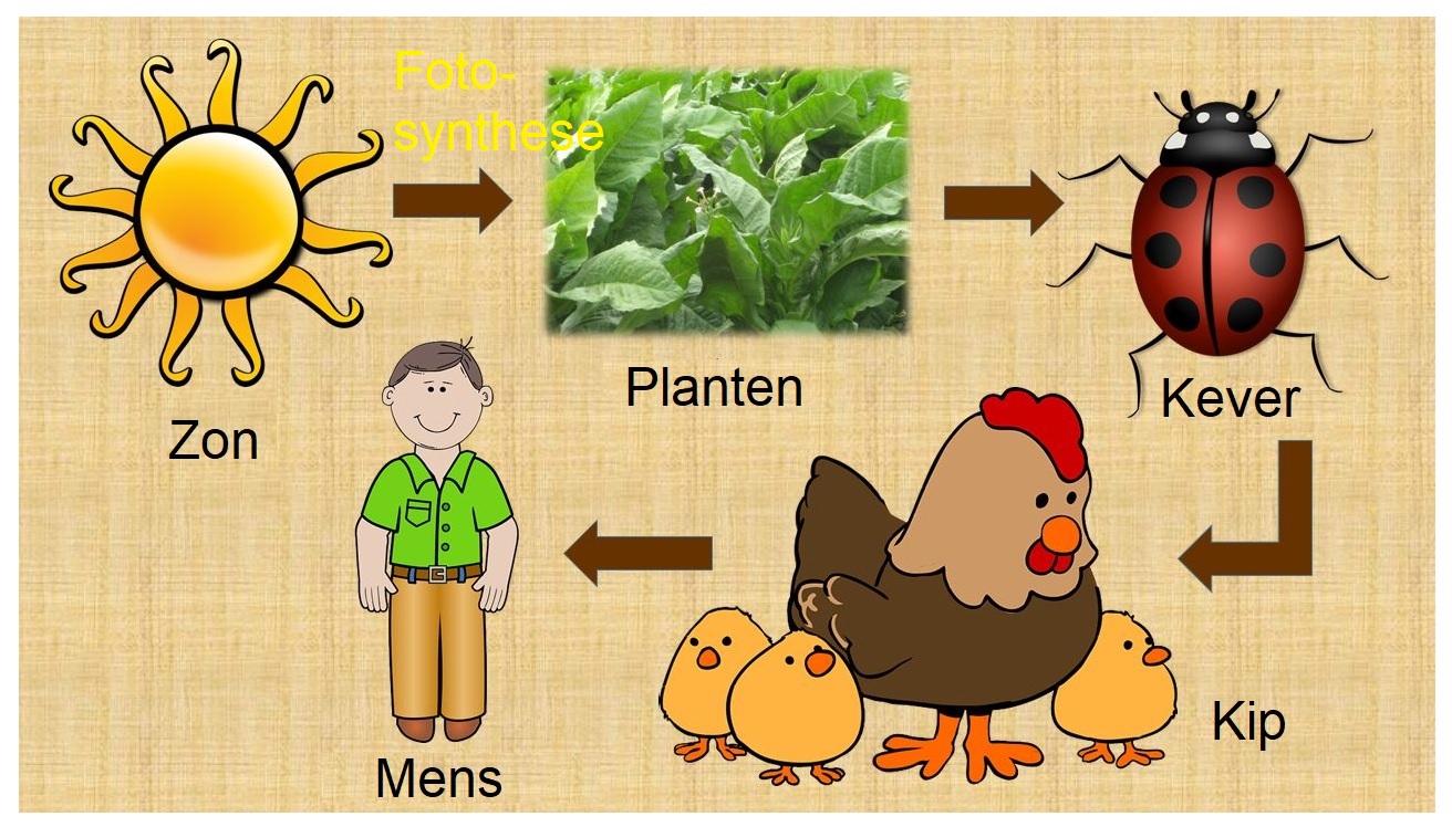 Voedselketen met mens en fotosynthese