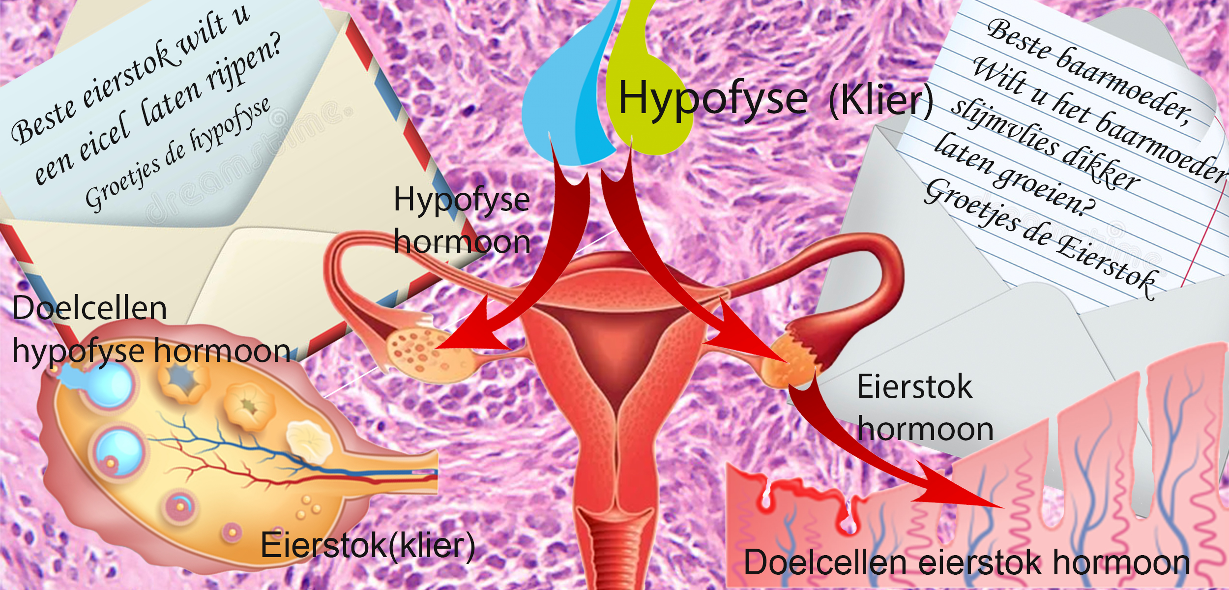 Menstruatiecyclus vrouw versie 11psd