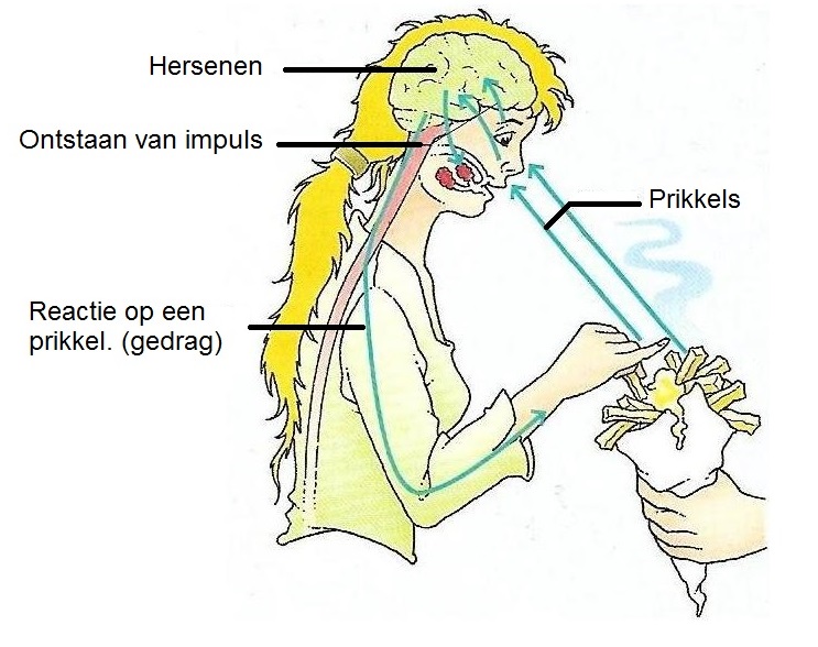 Image result for prikkel