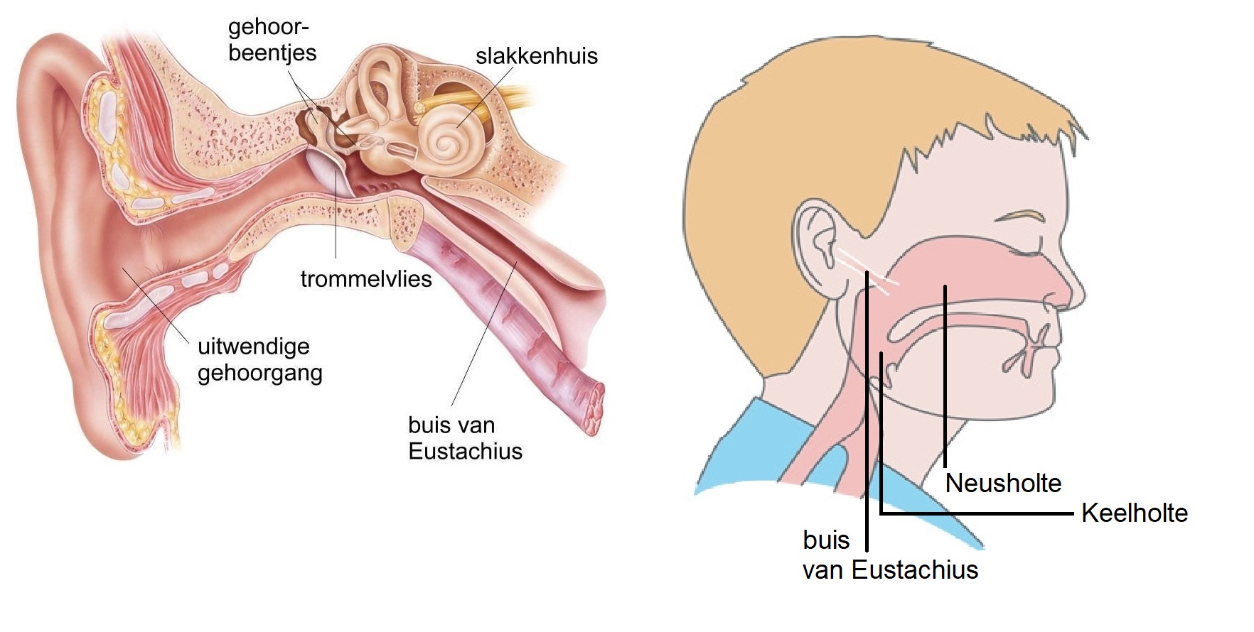 buis van Eustachius 3