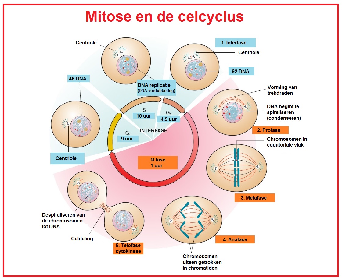 Mitoseencelcyclus