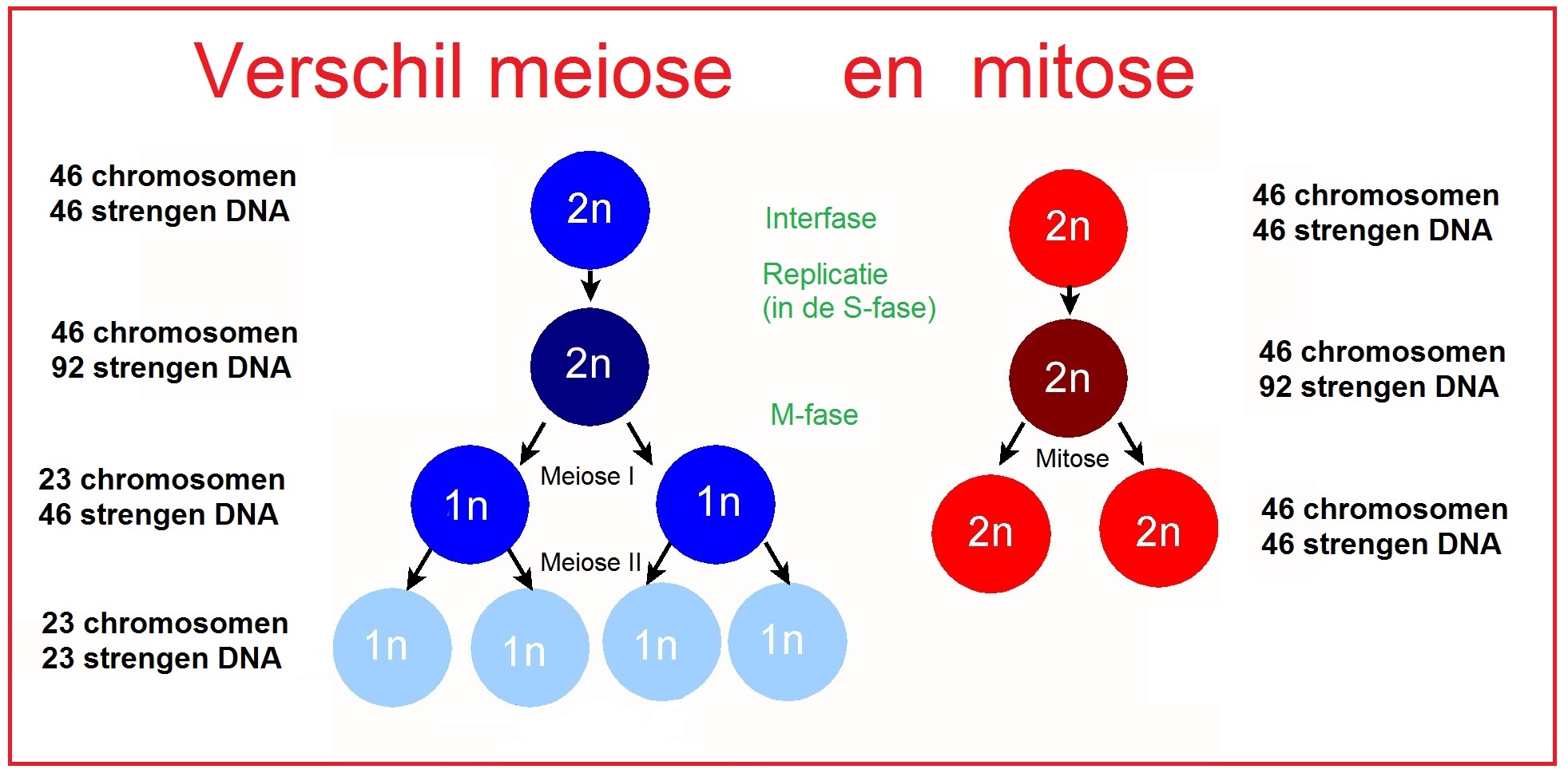 Mitose En Meiose.