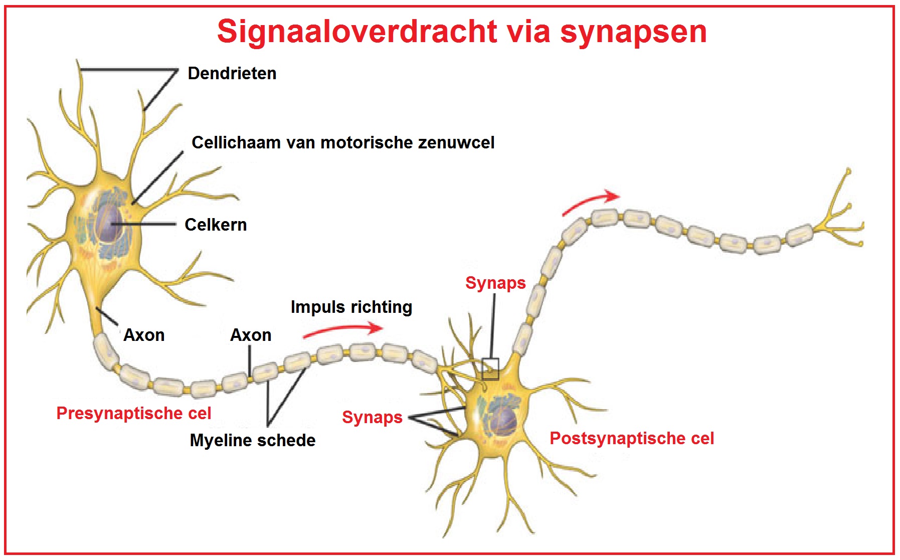 Synapsspleet
