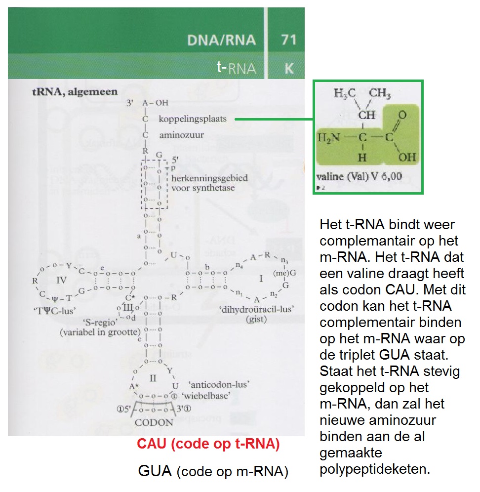 t-RNA