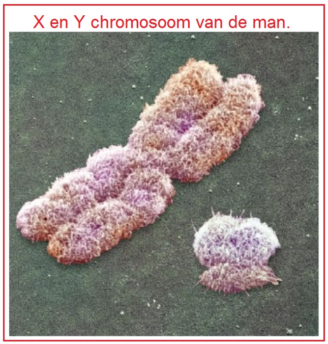XenYchromosoom