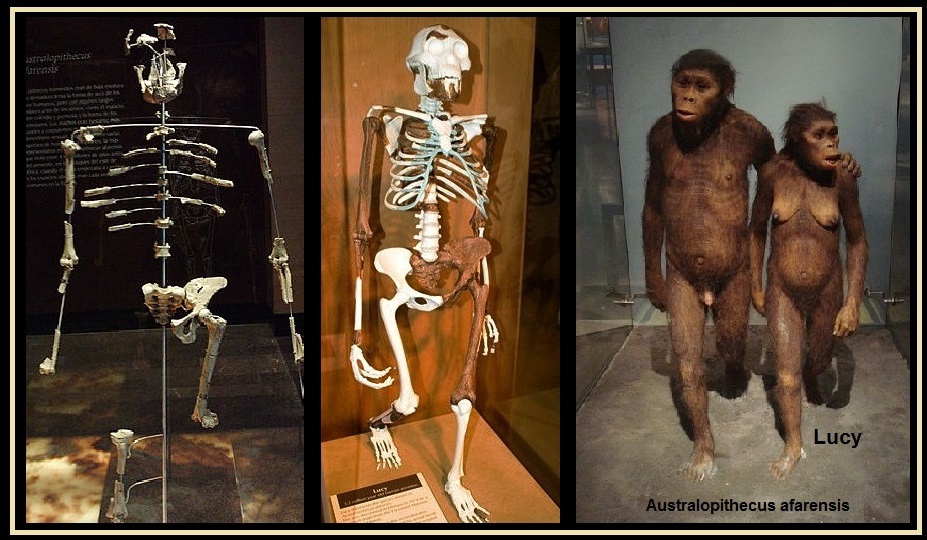 Evolutie mens