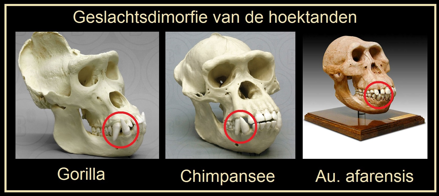 australopithecusgebitcompilatieBL