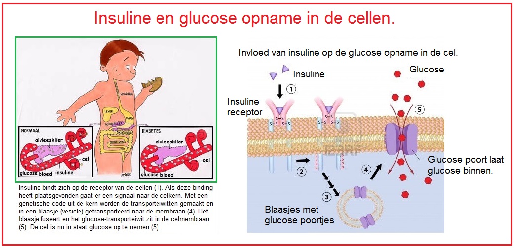 insulinecompilatiegoed