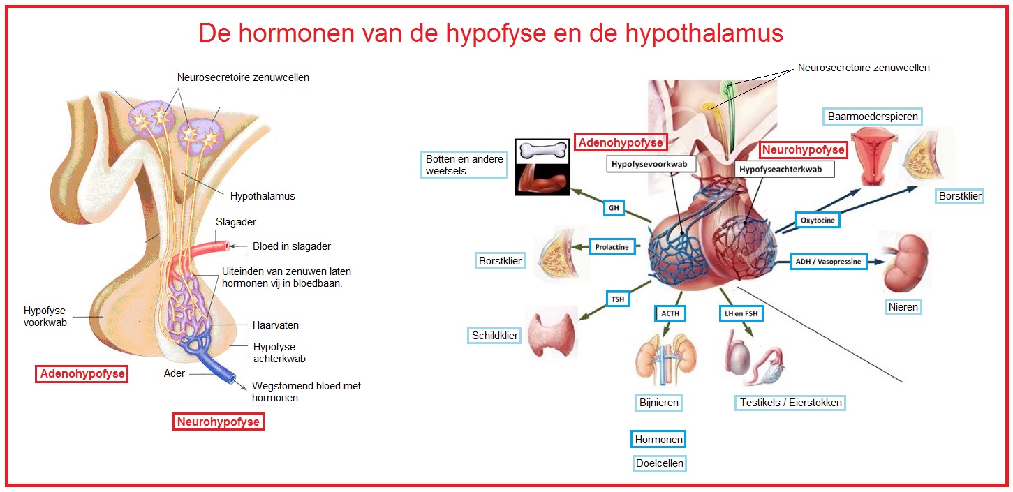Hypofyse