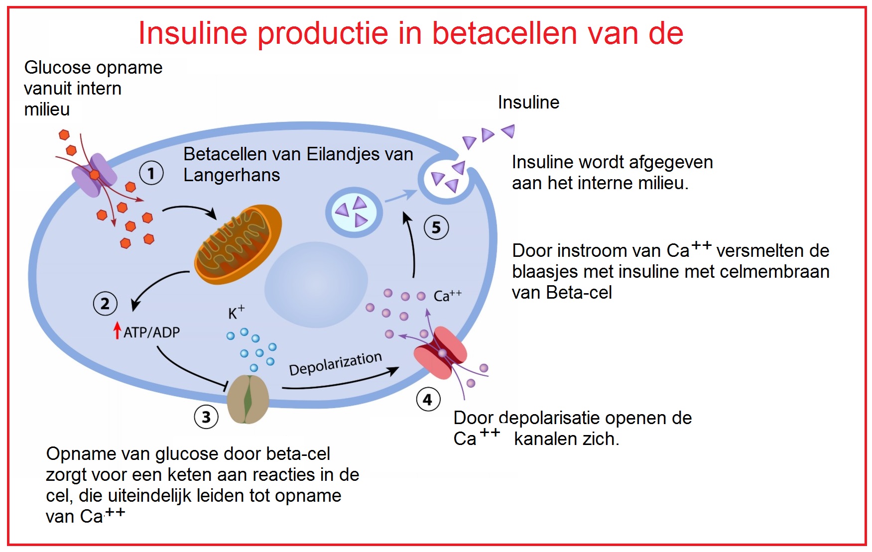 Insulineproductieinbetacellen