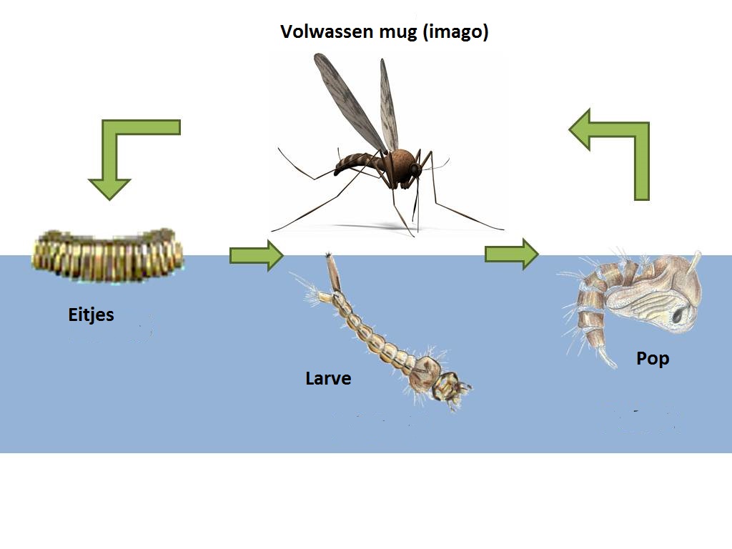 Levenscyclus van de mug Nederlands