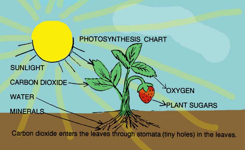 photosynthesismetvrucht