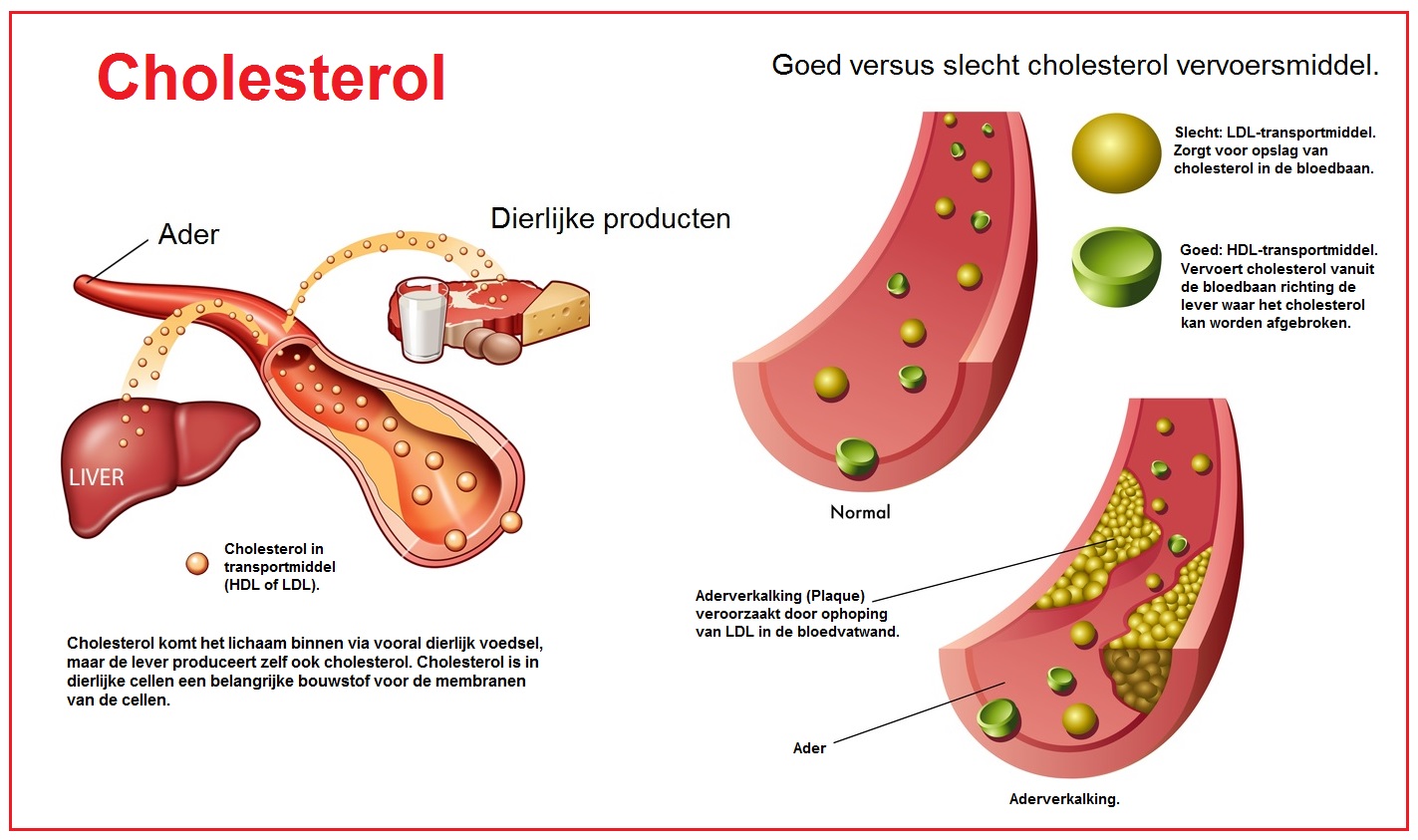 Cholesterolbronnen