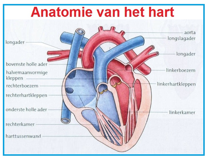 anatomievanhethart2